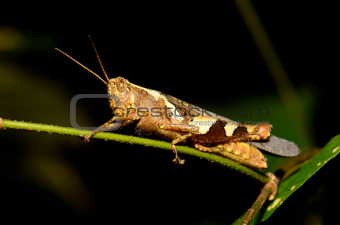 adult grasshopper