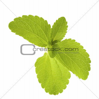 stevia rebaudiana leaves