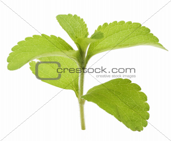sugar leaf, stevia rebaudiana leaves