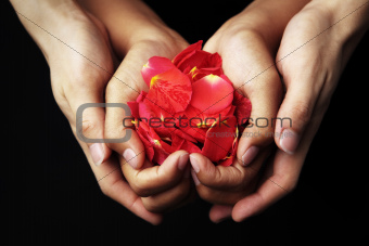 Hand holding red rose petals