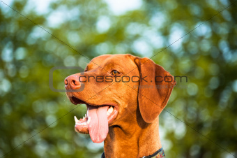 Happy Looking Vizsla Dog
