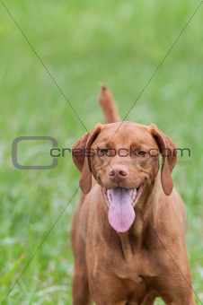 Happy Looking Vizsla Dog in a Green Field