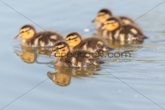 Ducklings Swimming on a Pond