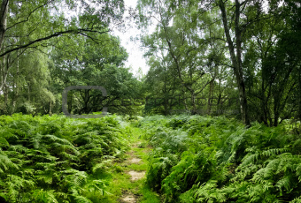 ashridge woods path hertfordshire england