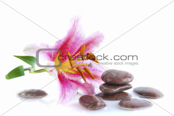 Pink lily and stones