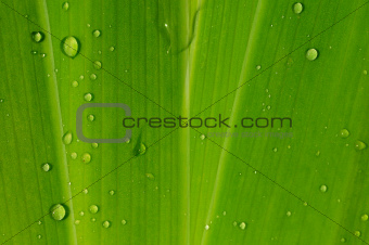 green leaf background, texture