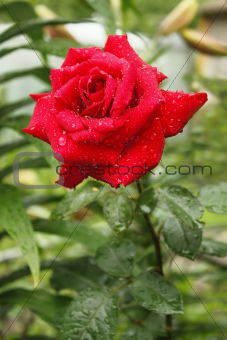 Flowering red rose after the rain