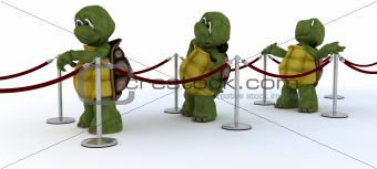 tortoises waiting in line