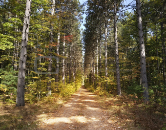 Path Through Pine Trees