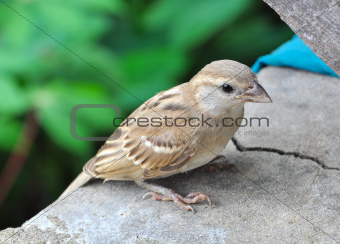 Closeup of a small sparrow resting
