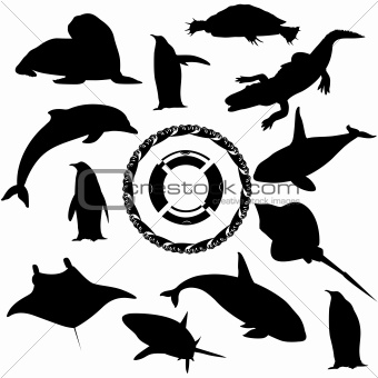 Marine fauna