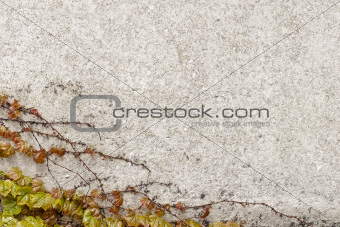 Creeper leaf over stone