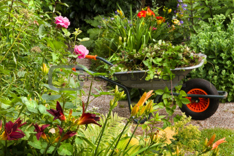 Summer garden with flowers and wheelbarrow
