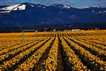 Spring Yellow Daffodil Row Flowers Skagit Valley Washington Stat