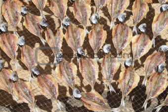 Dried fishes