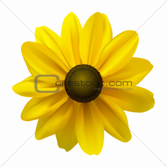 Black Eyed Susan (Rudbeckia Hirta) flower