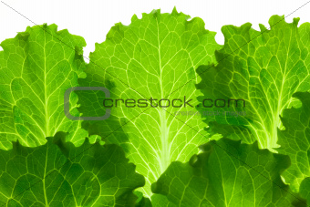 Fresh Lettuce /  leaes isolated on white background / close-up