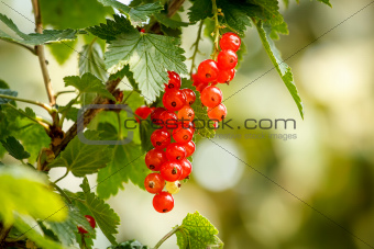 red currants with shallow focus