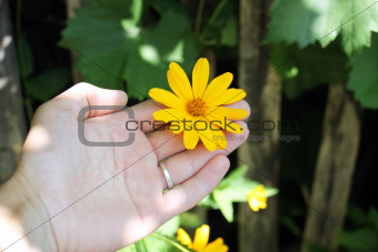 Flower dendrantema yellow in hand