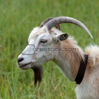 Head of a goat 