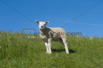 lamb on a dike