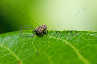 Aphid insect in green nature 
