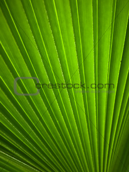 Green leaf Line background