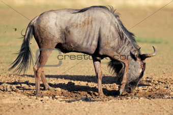 Blue wildebeest playing