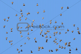 Spotted sandgrouse in flight