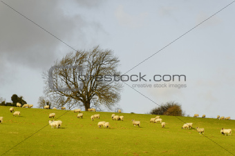 Sheeps in a field in winter