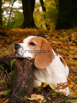 Beagle lying on the tree root
