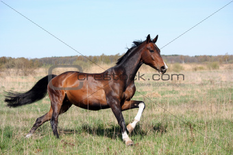 Bay horse galloping at the field