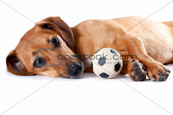 The red dachshund with a ball lies 
