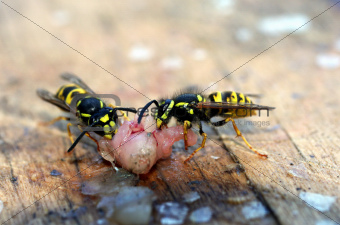 voracious wasps
