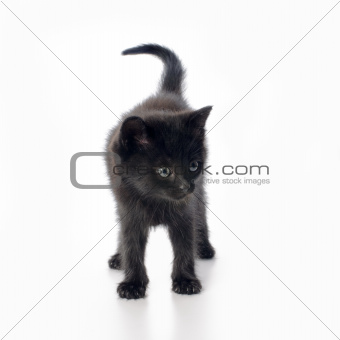 Fanny black kitten