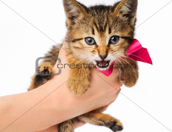 Small striped kitten with ribbon