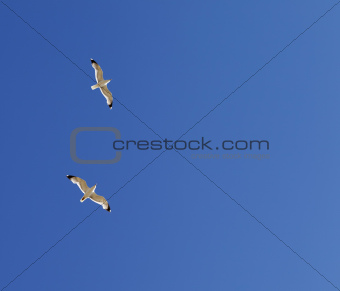 Two seagulls hover in clear sky
