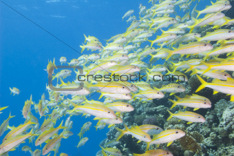 Shoal of goatfish on a tropical reef