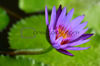 Fresh Purple Lotus