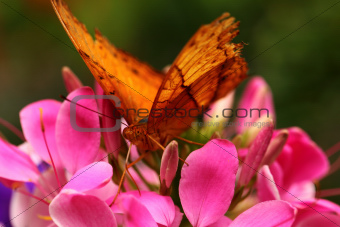 Butterfly On Flower.