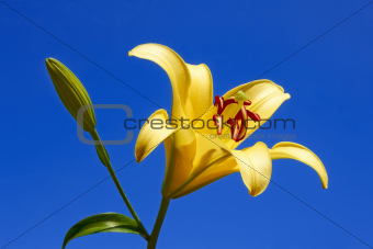 Yellow lily close-up