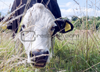 A cow in the grass