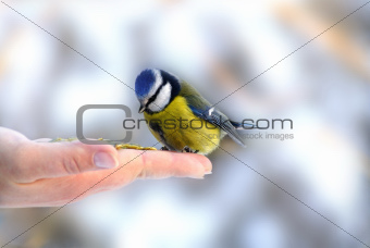Hand Holding Feeding Blue tit (Paridae)