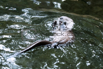 European otter