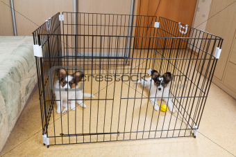 Two puppies papillon