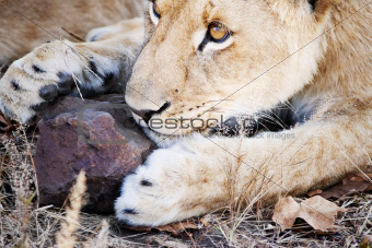 Attentive lion cub playing with rock
