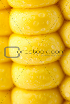 Grains of Ripe Corn / Extreme Macro / Yellow background
