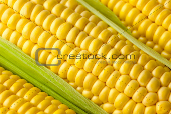 Grains of ripe Corn /  Macro 