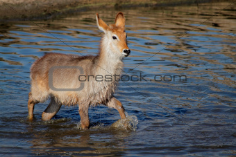 Young waterbuck in water