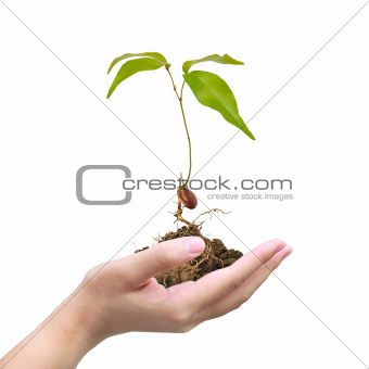 Seedlings grown from seed on women hand